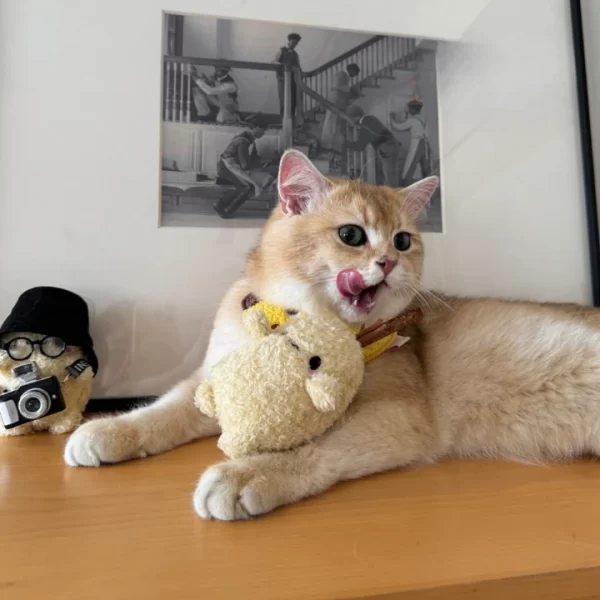 Cat Chewing on Clawcove Red Mushroom Silvervine Cat Toy - Fun, Chewing, and Dental Health Cat chewing and playing with Clawcove Red Mushroom Silvervine Cat Toy, enjoying stress relief and dental care.