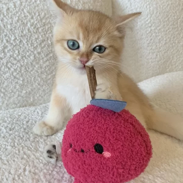 Cat Playing with Clawcove Onion Silvervine Cat Toy - Fun and Chewing Action Cat playing with Clawcove Onion Silvervine Cat Toy, chewing and enjoying its durable plush design.