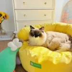 Plush Cushion of Spring Soft Cat Sofa