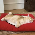 Heart-shaped Cushion in Cozy Home