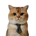 A cat wearing the gray bow tie collar, looking elegant and stylish.