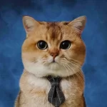 A cat wearing the gray bow tie collar, looking elegant and stylish.