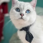 A cat wearing the gray bow tie collar, looking elegant and stylish.