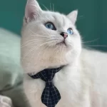 A cat wearing the gray bow tie collar, looking elegant and stylish.