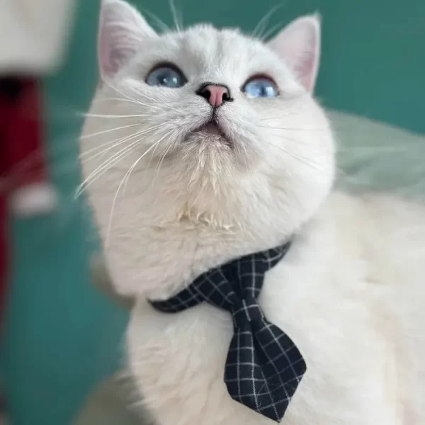 A cat wearing the gray bow tie collar, looking elegant and stylish.