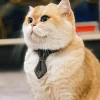 Close-up of the gray bow tie detail on the pet collar.