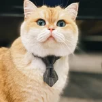 A cat wearing the gray bow tie collar, looking elegant and stylish.