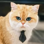 A cat wearing the gray bow tie collar, looking elegant and stylish.