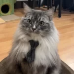 A cat wearing the gray bow tie collar, looking elegant and stylish.