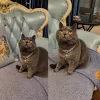 A cat wearing the pearl and gemstone necklace, looking elegant and regal.