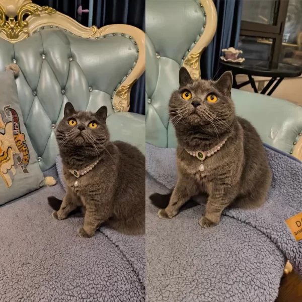 A cat wearing the pearl and gemstone necklace, looking elegant and regal.