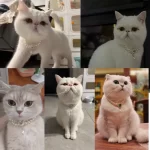 A cat wearing the pearl and gemstone necklace, looking elegant and regal.